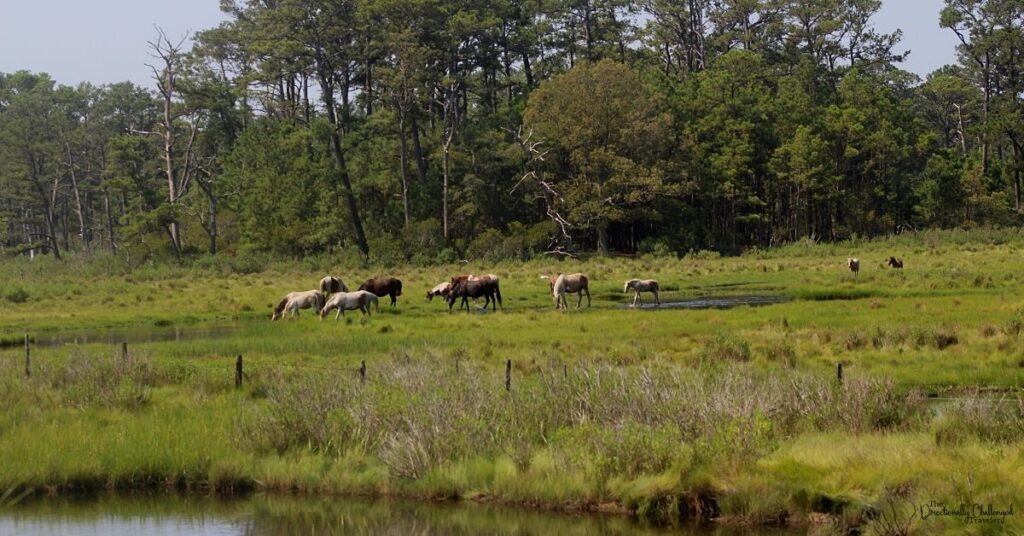 Wild ponies located in Chincoteague, VA 