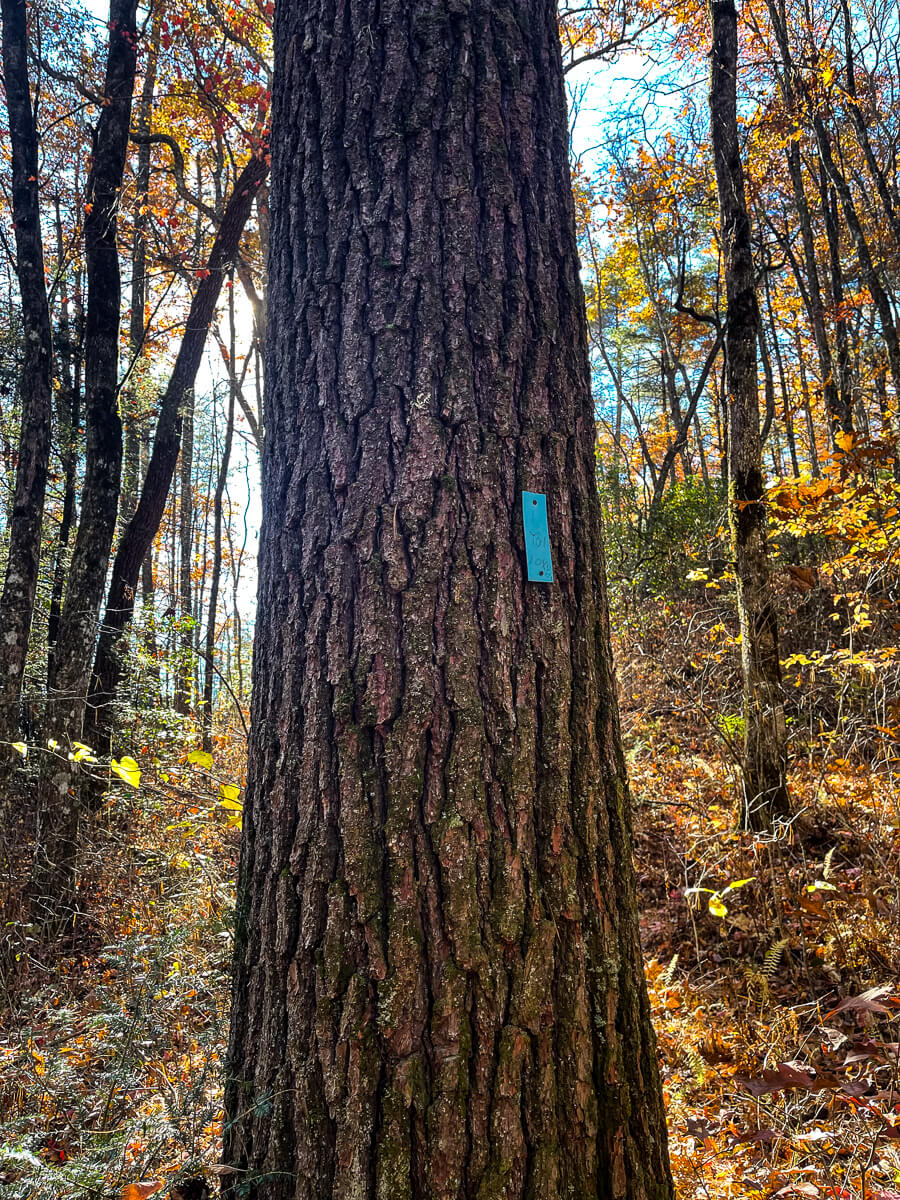 Rectangular blue trail marker attached to a tree on the Secret Falls hike 