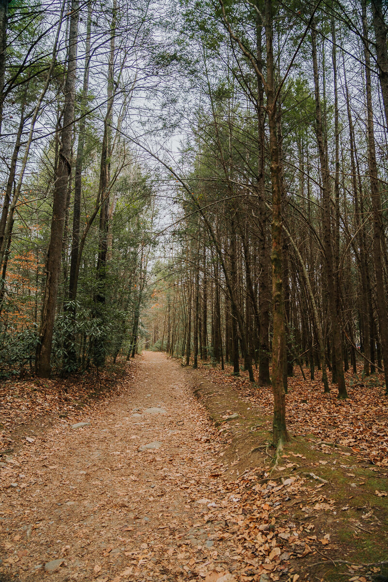 Hiking trail in the forest
