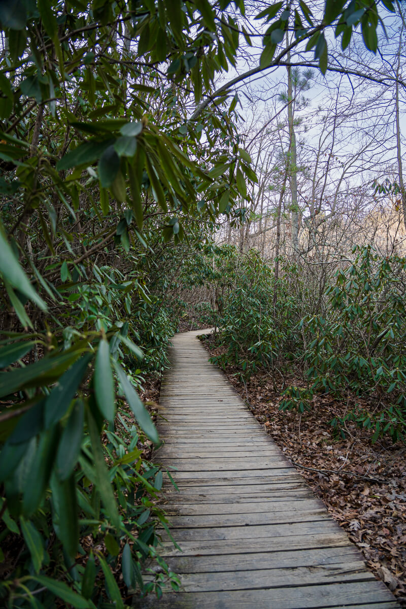 Boardwalk on Moore's Wall Loop Trail surrounded by rhododendron on a hike in Hanging Rock State Park 