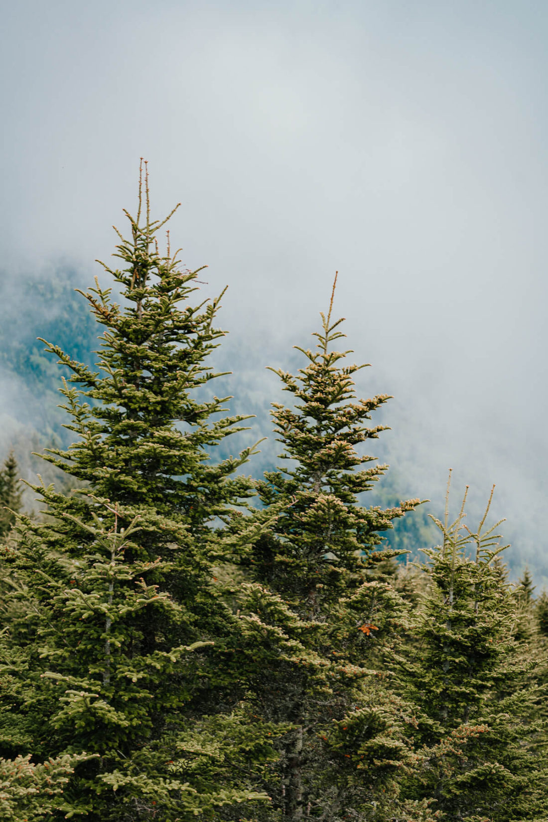 Close-up of fir trees atop Mount Mitchell