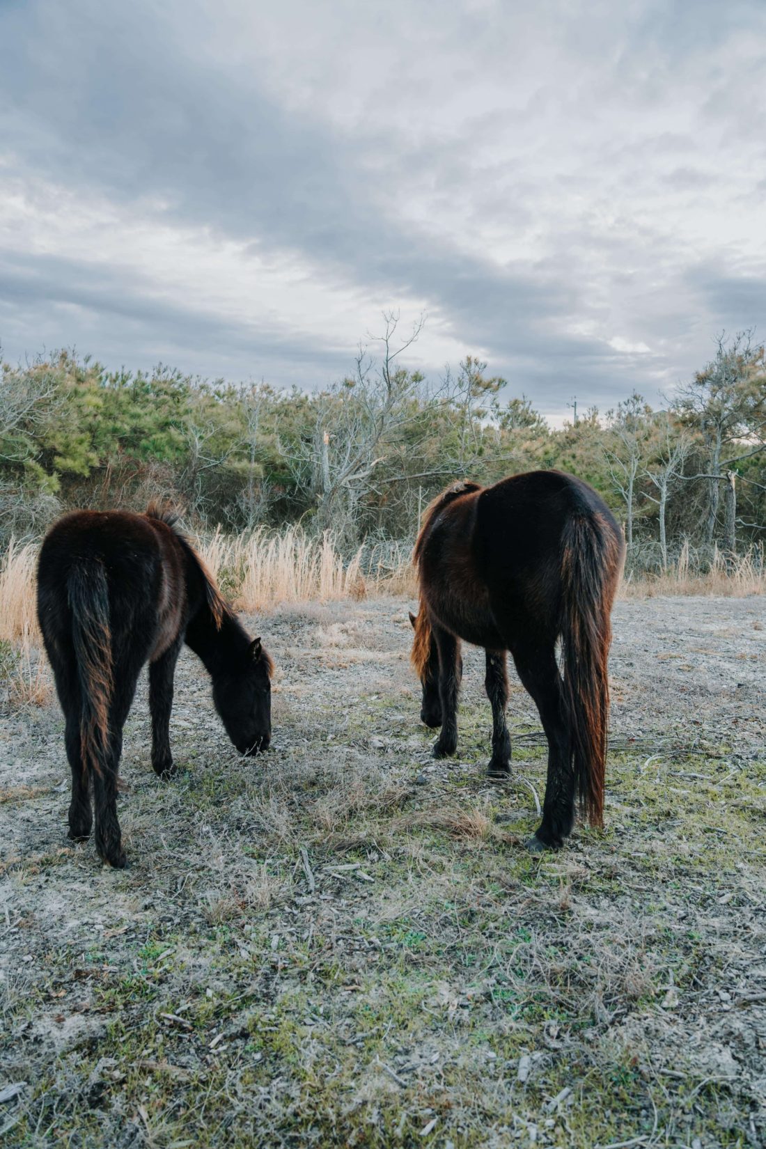 Two wild horses grazing in Corolla, NC