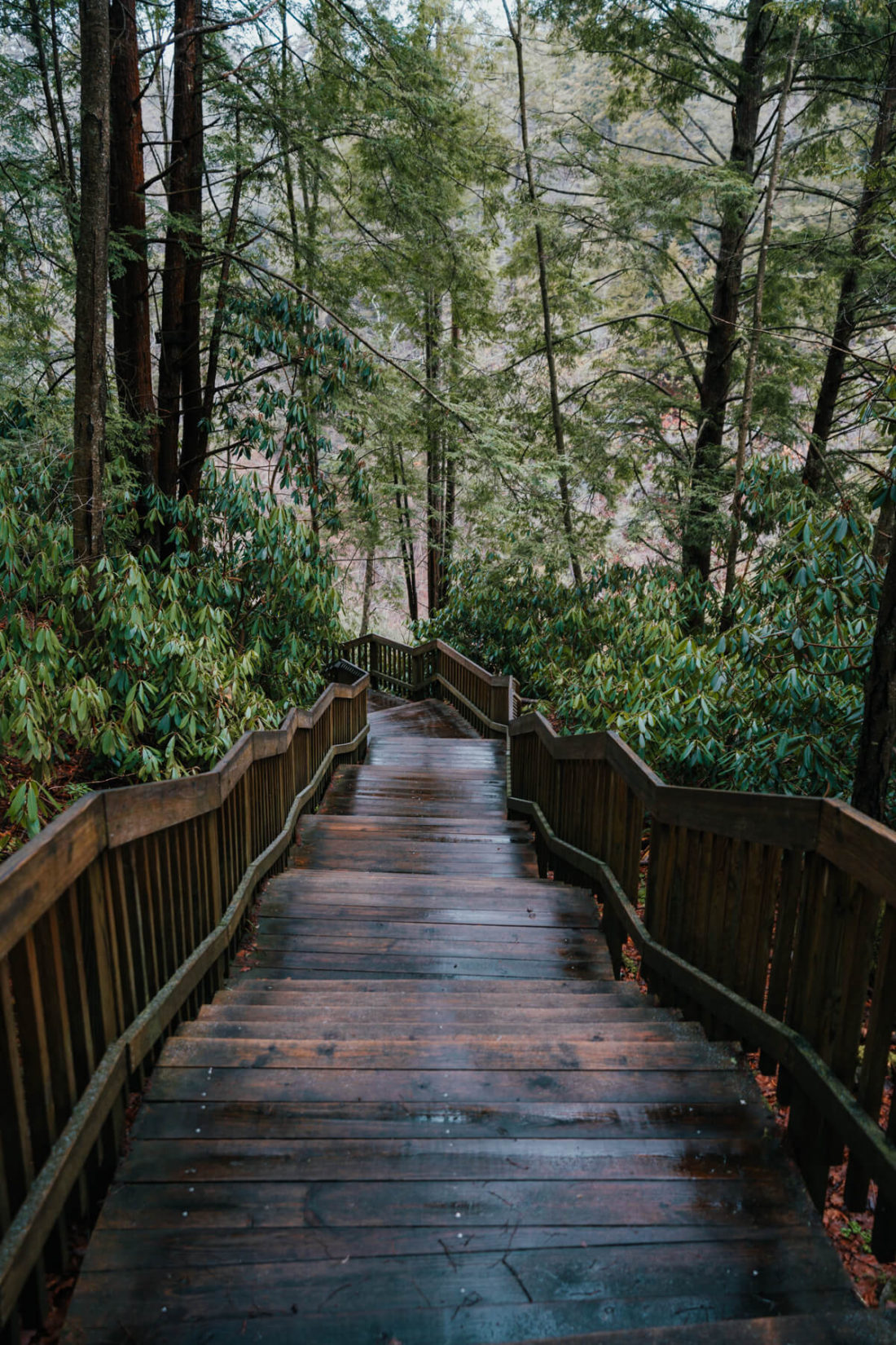 Boardwalk surrounded by lush vegetation in Blackwater Falls State Park