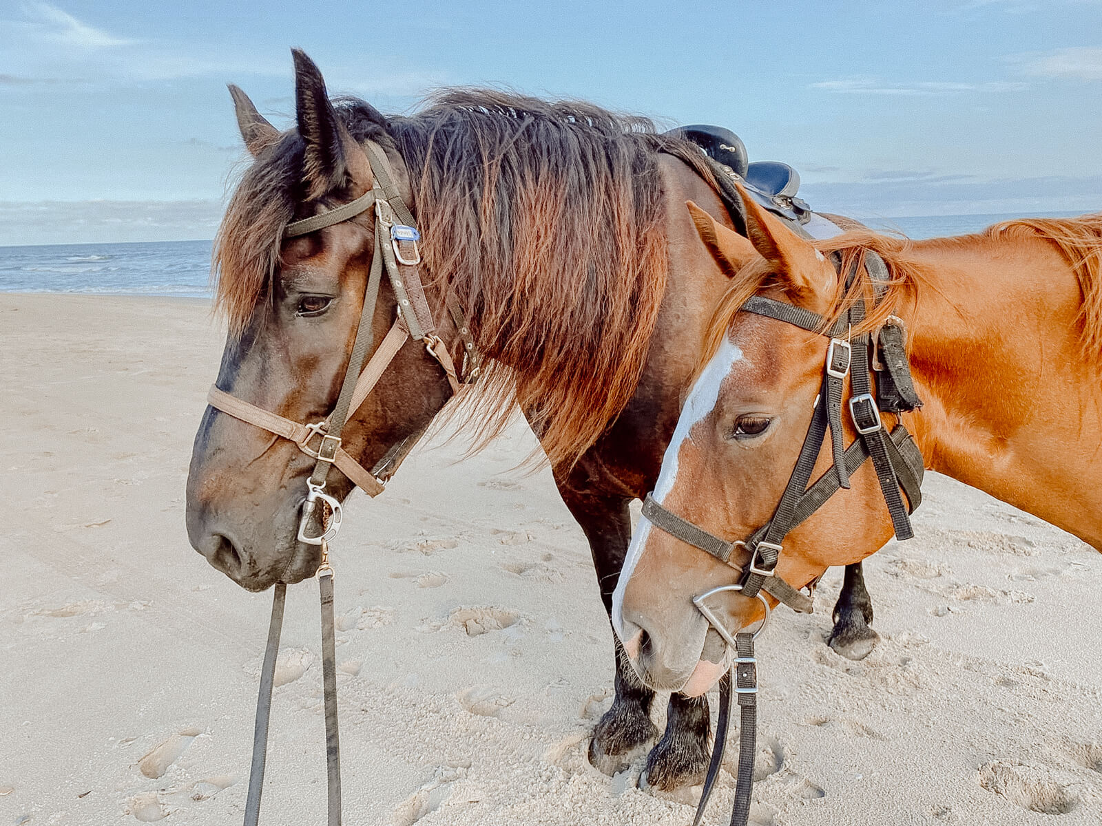 Headshot of two horses standing side by side on the beach